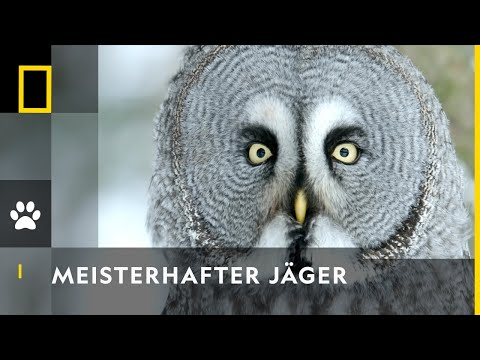 Lautlos und treffsicher | Europas Wildnis