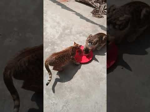 Cats 🐈 enjoying food in the daylight.🥰