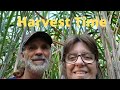 Sweet TIMES |  Sugar Cane Harvest | Fall Planting Season