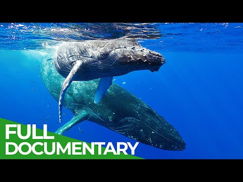 In the Feeding Grounds of the Humpback Whales