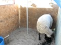 Sheep Giving Birth