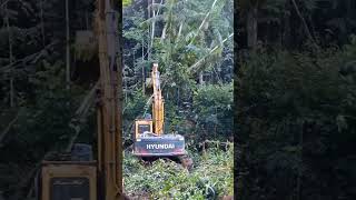 Derrubando mata de açaí