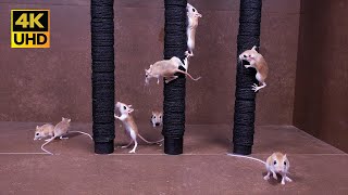 Cat TV in 4K,  Mice Climb, Dash & Peek – 8 hour Non-Stop Action for Cats to Watch