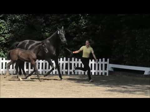 Stutfohlen von Secret - Sarkozy - Donnerhall