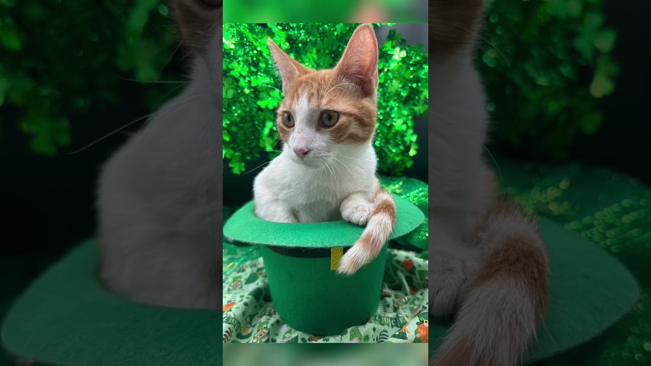 Enlarge Tommy (bonded to brother Sammy), an adoptable Domestic Short Hair in HUNTINGTON BEACH, CA video 6/6