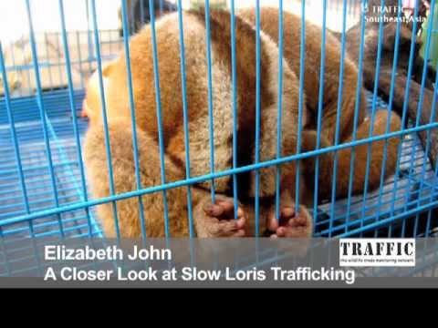 A Closer Look At Slow Loris Trafficking: Behind the Schemes, Episode 13