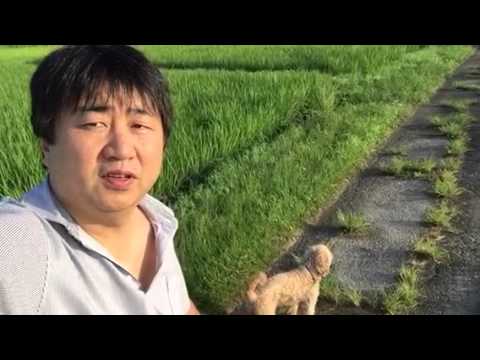 会計学科 愛犬やまとを呼んでみた！  木村勝則×滋賀県高島市田園風景の田圃道