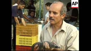 VENEZUELA: CAYMAN CROCODILES RELEASED INTO WILD