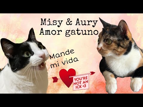 Misyfu & Aury amor gatuno
