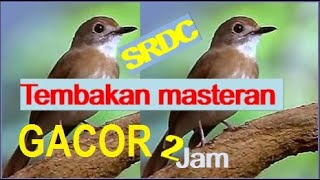 Download lagu Tembakan Masteran SRDC Gacor Full 2 jam mp3