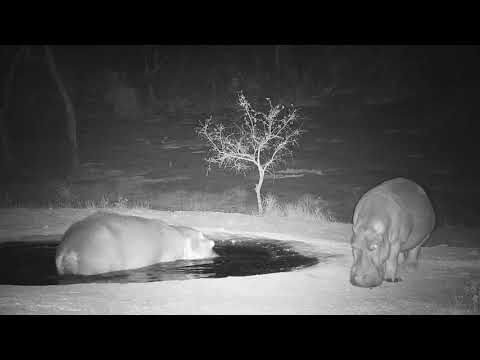 Djuma: Two Hippos arriving - 23:06 - 11/05/19