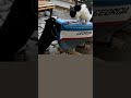 OMG Cats Arguing Cat Fight LOUD Shorts Fight Cat Omg 1v1