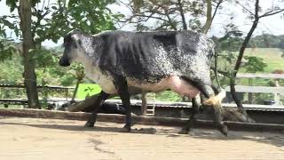 Vídeo 14 - 1º LEILÃO ANUAL SITIO TIMOTEO | VACAS 3/4 E 7/8