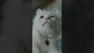 Teaser