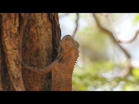 chameleon changing color,chameleon effect