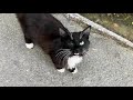 Cute One Eyed Tuxedo Cat Is Very Very Beautiful And Affectionate