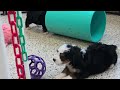 Mini Bernedoodle dogs for sale: Hendrix - Video 1