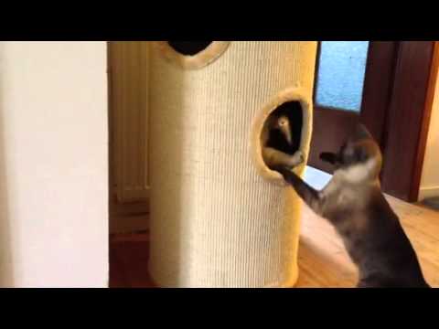 Kratztonne Diogenes XXL