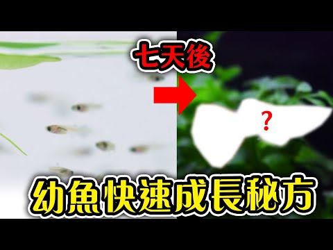 綠水養魚