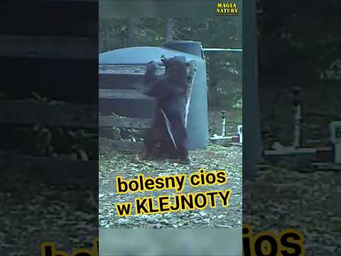 Niedźwiedź Obrywa w Klejnoty