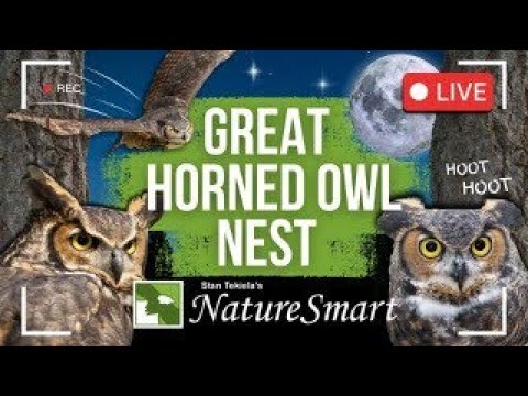 Great Horned Owl Live Stream via NatureSmartMedia by Stan Tekiela
