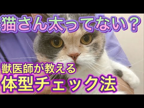 Ein weißer Napf aus Metall voller Katzenfutter