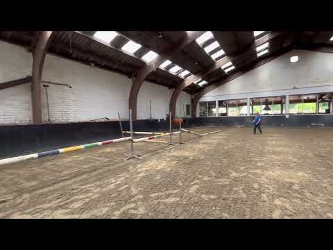 Caressa v/h Gouden Bit Z ( 2020 - Corfu de la Vie x Clarimo Ask )