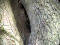 Little Owl Calling Sound Only