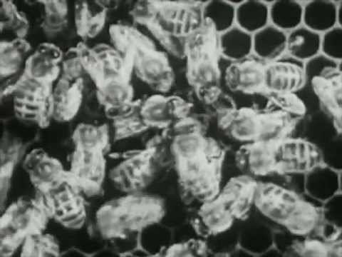 Promotional video thumbnail 3 for Artichoke