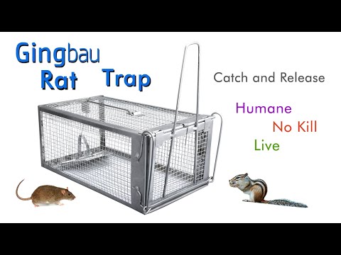 How To Set Up Gingbau Live Rat Trap