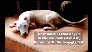 HOW MUCH IS THAT DOGGIE in the window PATTI PAGE with lyrics