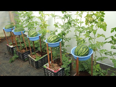 You can eat watermelon all year round if you know this unique method of growing watermelon at home