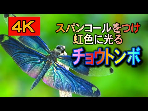 虹色のトンボ:空の曲芸師 自然と動物