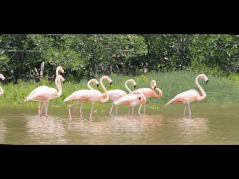 Waterways Episode 271 - Everglades Wading Birds & Benthic Studies