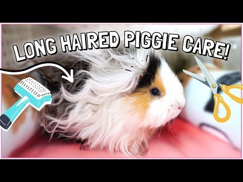 How to Care for Long Haired Guinea Pigs!