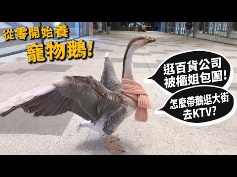 , title : '【從零開始養】寵物鵝!很兇?嘴很賤?逛百貨公司被包圍?怎麼外出?跟主人去KTV?【許伯簡芝】'