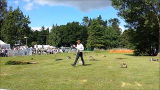preview picture of video 'Pakefield Ferrets at the Royal Norfolk Show 2014'