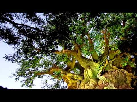 Sunset on Tree of Life Disney's Animal Kingdom Atmosphere - Ambient Relaxation ORIGINAL MIX ambience