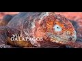 Wild Galápagos