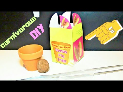 How To Grow VENUS FLY TRAP From Seeds - Tutorial Starter Kit : PART 1