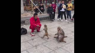 funny monkeys show #shorts