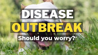 Highly contagious disease for dogs spreading in South Florida