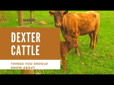 Things You Should Know About Dexter Cattle
