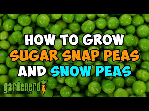 How to Grow Sugar Snap and Snow Peas Start to Finish