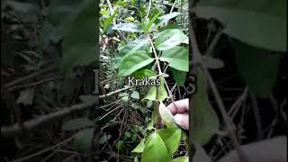 Download lagu ciri-ciri pohon krakas#shortsviral#wongbebasmbolang# mp3 Download lagu ciri-ciri pohon krakas#shortsviral#wongbebasmbolang# mp3