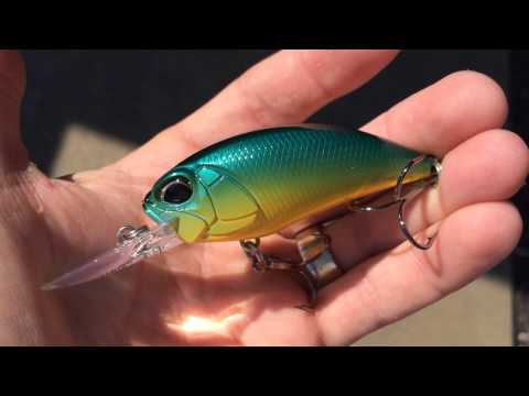 DUO REALIS MUSTARD SEED