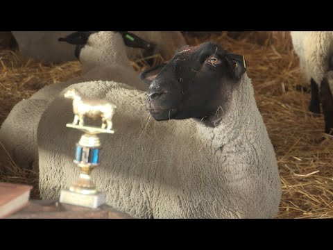 , title : 'Imamo rešenje ep. 138 24.01.2022. Safolk ovce, farma Hancko kod Kule'