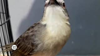 Download lagu BUNYI FARIASI CIBLEK GUNUNG SUARA ASLI ALAM..!! cocok untuk memancing bunyi ciblek gunung bahan mp3 Download lagu BUNYI FARIASI CIBLEK GUNUNG SUARA ASLI ALAM..!! cocok untuk memancing bunyi ciblek gunung bahan mp3