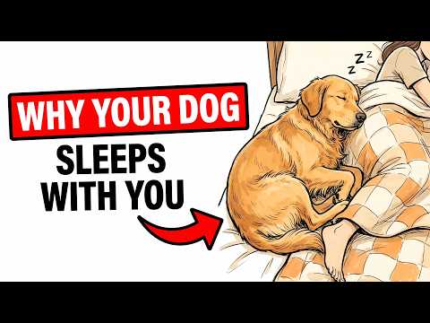 If Your Dog Sleeps With You Every Night | This Is What They're Trying To Tell You