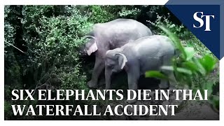 6 Gajah Dewasa Maut Ketika Cuba Selamatkan Seekor Anak Gajah